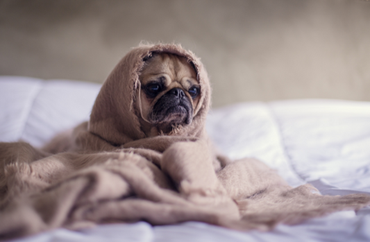 Winterdepression Vorbeugen: 6 Stimmungsaufhellende Lebensmittel